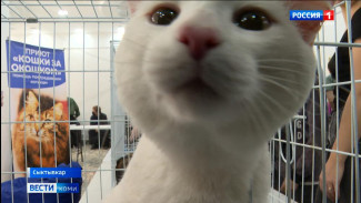 В Сыктывкаре прошёл фестиваль "Пойдём домой!"