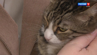 Жительница Печоры убила сожителя из-за кошки