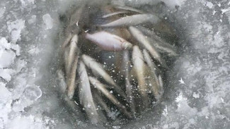 В Коми продолжается разбирательство по поводу массовой гибели рыбы