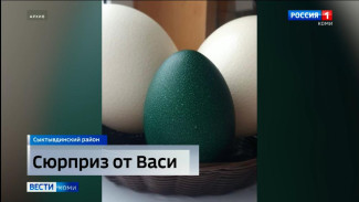 Страус Вася из Коми снес свое первое яйцо