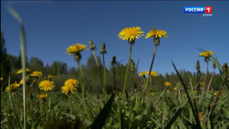 Какая погода ждет жителей Коми на выходных 