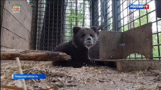 Медвежонок Кира из Коми пока не покидает Центр спасения медвежат-сирот в Тверской области