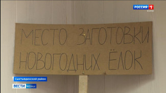 Ели в Коми будут защищать от вырубки перед Новым годом