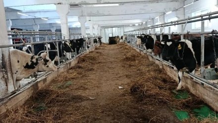 В местечке Чибин села Пажга восстановлено недействующее животноводческое помещение в Сыктывдинском районе