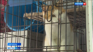 Сыктывкарский приют «Кошки за окошком» принял 12 животных из зоны проведения спецоперации
