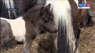 В столичном конном центре «Аврора» — пополнение