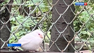  Редкого воробья-альбиноса удалось сфотографировать жителям Ухты