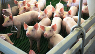 В Коми повышается индекс производства пищевых продуктов