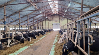 В Пезмеге планируют запустить еще одну роботизированную ферму