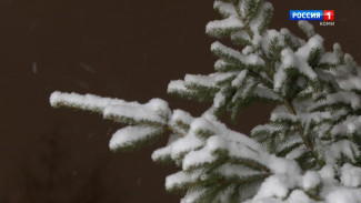 В Республике Коми утверждены цены на новогодние ели