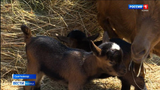В конном центре «Аврора» родились козлята карликовой породы