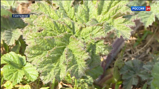 Ученые - биологи Коми ищут способы борьбы с борщевиком