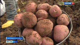 Аграрии Коми подводят итоги картофельного сезона