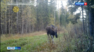 Медведь и лоси попали в фотоловушку в нацпарке "Койгородский"