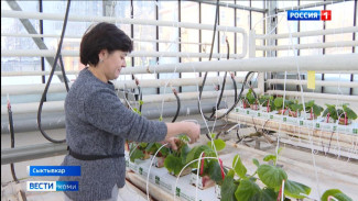 В Сыктывкаре приступили к высадке рассады огурцов и томатов