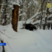 В объектив фотоловушки нацпарка "Койгородский" попала росомаха