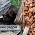 В Прилузском районе в непосредственной близости от поселка Вухтым бродит бурый медведь