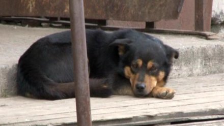 В Ухте завершено расследование уголовного дела о халатности при организации отлова безнадзорных животных