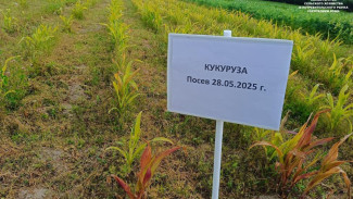 В Коми растет кукуруза на силос