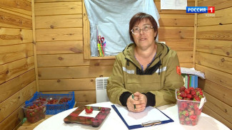 Ас му вылын. Клубника с научным подходом. Жизнь и работа научного сотрудника Института агробиотехнологий КНЦ Елены Павловой