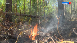 В Сыктывкаре приглашают добровольцев для помощи в сезон лесных пожаров