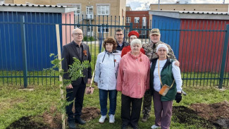 В Сыктывкаре высадили аллею памяти в честь защитников Отечества, погибших в Специальной военной операции