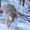 Жители Прилузского района сообщают в соцсетях о появлении волков