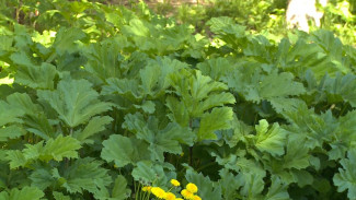 Администрация Сыктывкара напоминает собственникам земельных участков о необходимости своевременной уборки борщевика