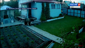 Медведь наведался на дачу в Троицко-Печорске