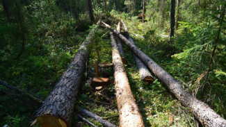 В Усть-Куломском районе сотрудники полиции задержали подозреваемого в незаконной рубке леса