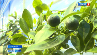 В столице Республики Коми выращивают экзотические цветы и фрукты