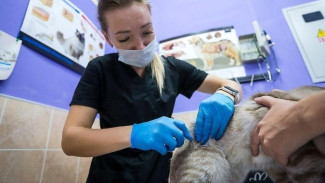 Минсельхоз: Управление ветеринарии Республики Коми подводит итоги года