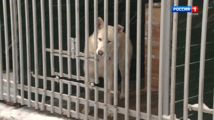 На создание приютов для бездомных собак в Коми дополнительно выделен 41 млн рублей