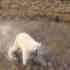 Жителей Воркуты просят воздержаться от посещения южного побережья Байдарацкой губы