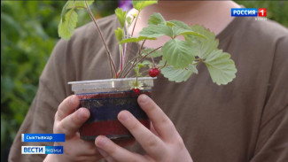 Воспитанники Центра экологического образования собрали первый урожай