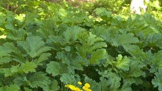 В Сыктывкаре в 2024 году от борщевика Сосновского обработают более 900 тысяч квадратных метров