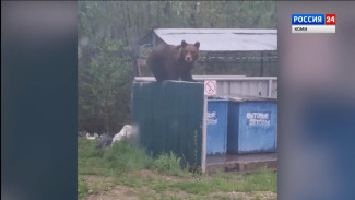 В поселения Коми всё чаще заходят медведи
