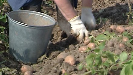 Агропобеды: в Коми перевыполнили план по сбору картофеля