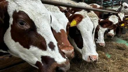 В Коми ожидается рост по ключевым направлениям животноводства