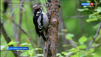 Сыктывдинский фотограф Александр Рум запечатлел в лесу малыша дятла