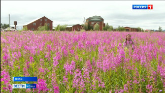На Ямале пик цветения Иван-чая