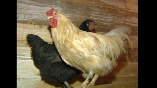 В Сыктывкаре исполнено решение суда о сносе курятника