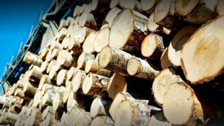 Усовершенствован механизм поддержки лесопромышленных предприятий в части заготовки древесины