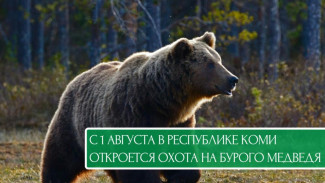 Прием заявлений на добычу бурого медведя стартует 18 июля