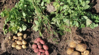 Аграрии Коми увеличили производство овощей, картофеля и молока
