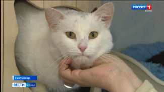 В приюте «Кошки за окошком» идет подготовка к фестивалю «Пойдем домой»