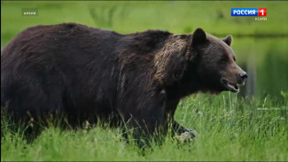 В Коми с 1 августа разрешат охоту на медведей