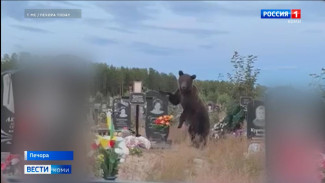 На печорском кладбище местные жители встретили медведя 