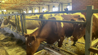 Ильдар Андарьянов: «Если хозяйство развивается и реализует значимые проекты, оно всегда будет поддержано»