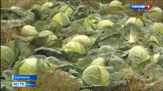 Столичное сельхозпредприятие приступило к последним полевым работам — рубке капусты